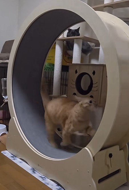キャットホイールで走る猫
