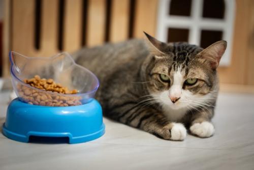 ごはんの横に座る猫