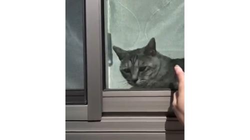 窓際の猫