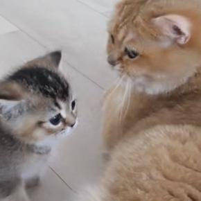 部屋でくつろぐママ猫のもとへ、子猫たちが次々と甘えにやってきて…ほっこりする光景に「愛情がすごい」「とっても優しいね」と反響