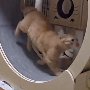 キャットホイールに乗って全力で走っていた猫→現在の『まさかの使い方』に「もう職人の域w」「後ろ足もちょっと連動してるw」と15万再生