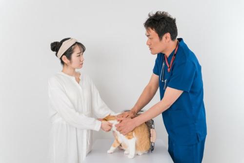 動物病院で獣医師に診察を受ける猫と飼い主