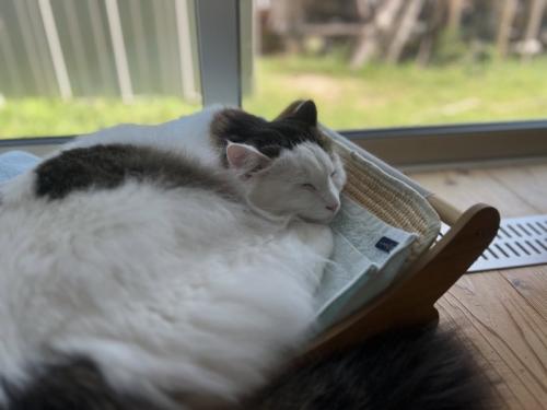 窓際で寝る猫