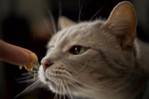 かつお節に興味津々の猫