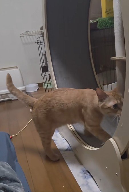 キャットホイールを回す猫