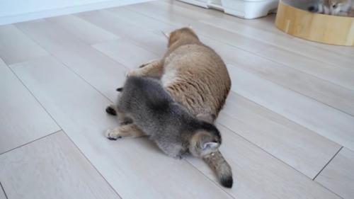 ミミさんの体の上を冒険する赤ちゃん猫