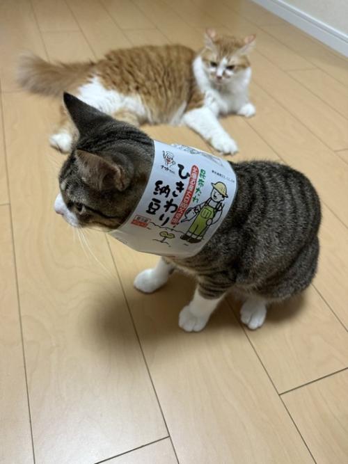 納豆のパッケージを首にくぐらせたキジ白猫と、横たわる茶白猫
