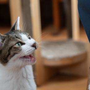 猫を『粘着質』にさせる飼い主のNG行為3つ しつこくなる理由や適切な接し方まで解説