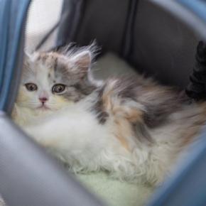 猫が『環境の変化』にストレスを感じる理由3つ 思わぬトラブルの可能性や安心させる方法も