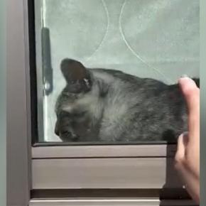 窓辺でくつろぐ猫→飼い主が外から『トントン』と合図を送ったら…100点満点のリアクションに「教科書に載るw」「完璧w」と反響