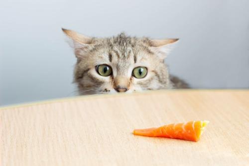 サーモンに興味津々の猫