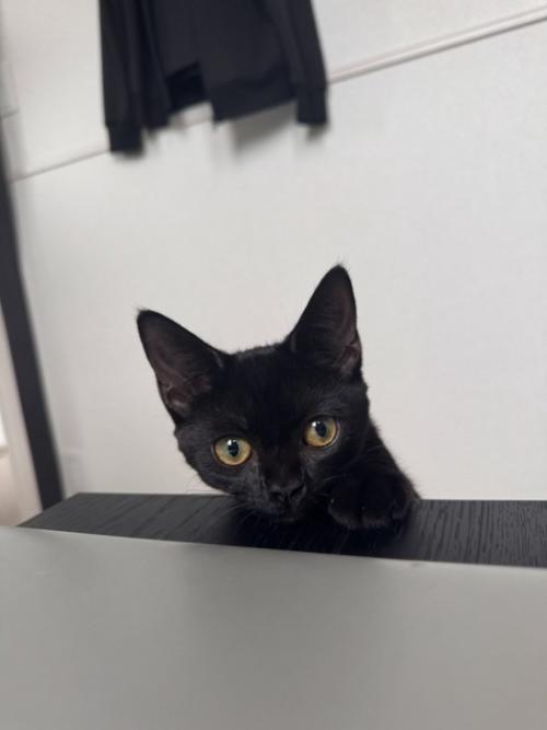 黒猫の子猫が正面を見ている様子