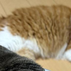 ゴミ袋に顔を突っ込んだ猫→首についていた『まさかのモノ』とは…笑ってしまう光景に10万いいね「ネックウォーマーみたいw」「あきれ顔w」