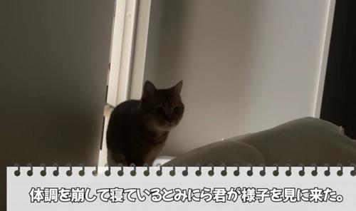 寝込んでいる飼い主のもとへやって来たミヌエット