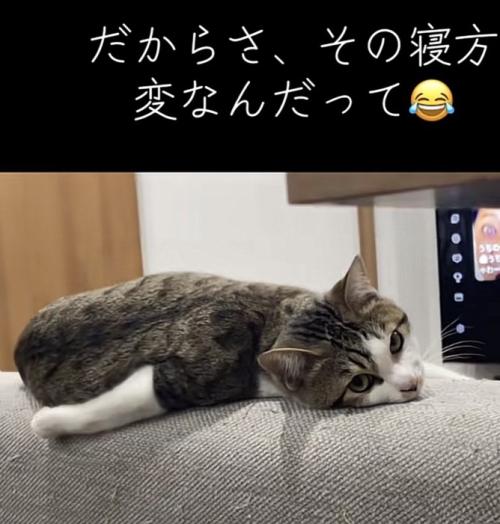 カメラ目線の猫の写真2