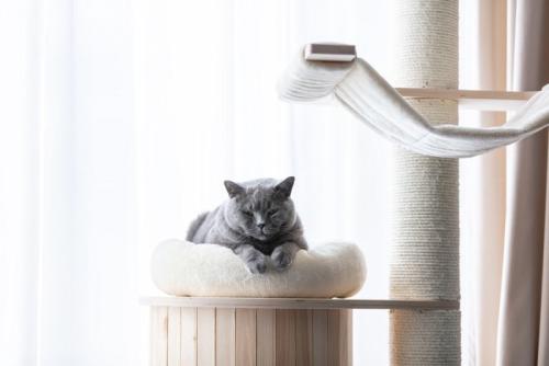 キャットタワーでくつろぐ猫
