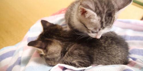 別の猫の背中を見つめる猫