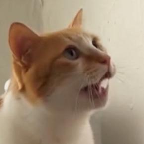 なでなでをおねだりする猫→飼い主の手が目の前で止まると…『可愛すぎる行動』に「いくらでも撫でちゃうw」「甘え上手だね」と17万再生