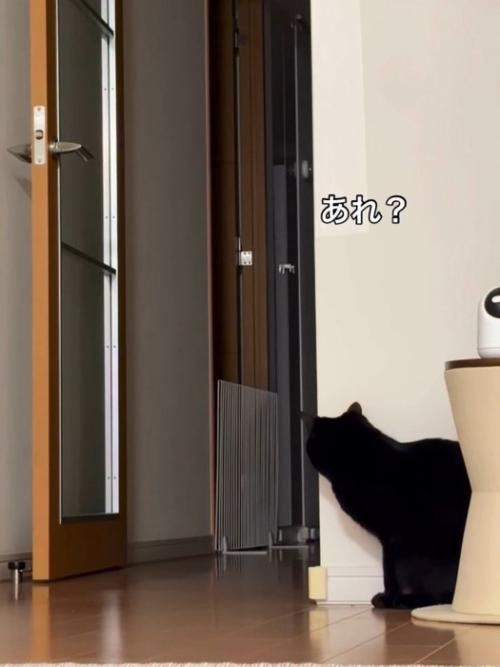 姿勢を低くする猫
