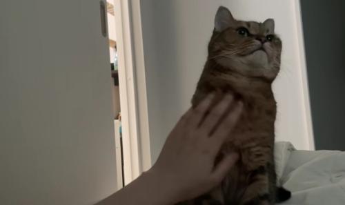 満足そうな顔で胸を張るミヌエット: