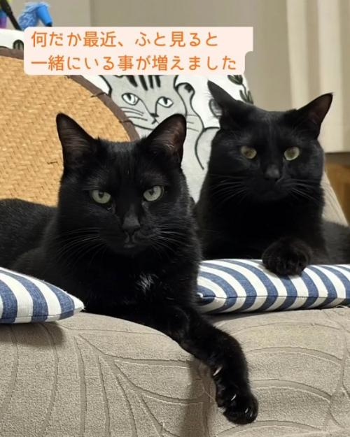 寄り添う2匹の猫