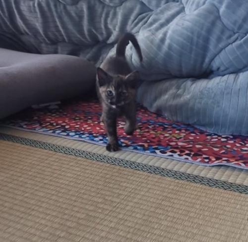 飼い主のほうに歩いてくる子猫