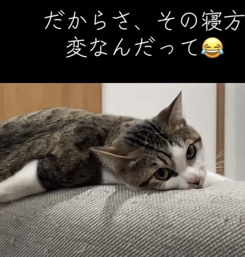 カメラ目線の猫の写真4