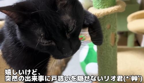 ハンモックでくつろぐ猫