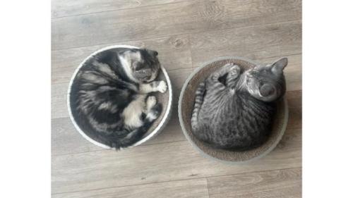室内にいる猫