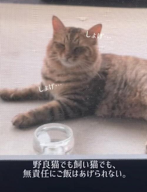顔がしょげてしまった猫さん