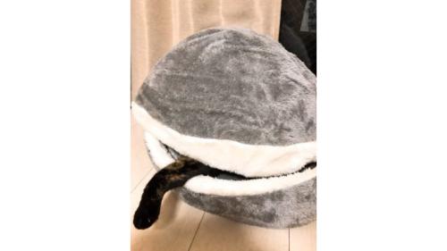猫ベッドにいる猫