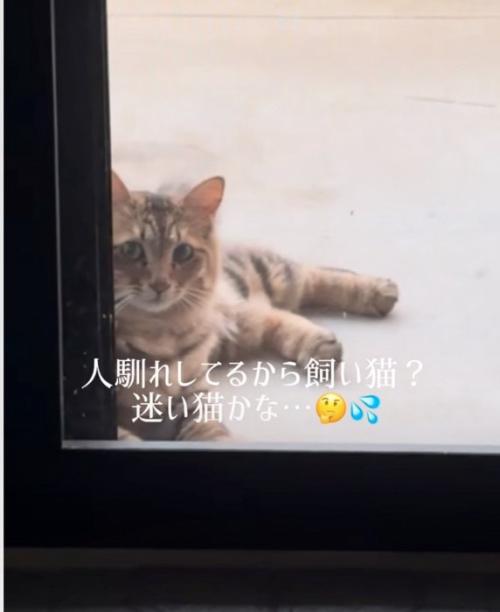扉に体を預けてくつろぐ猫
