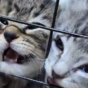 ケージの中で必死に鳴く『2匹の子猫』→顔を押し付けすぎてしまい…まさかの光景が71万表示「笑いがとまらんｗ」「顔がｗｗ」と爆笑の声