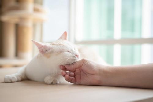 顎の下をなでられて気持ちよさそうな猫