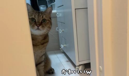 壁に半身隠れながらこちらを見上げるミヌエット
