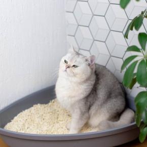 猫が『便秘』になったときに表れるサイン3つ 注意が必要な理由や解消法まで