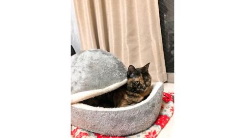 猫ベッドにいる猫