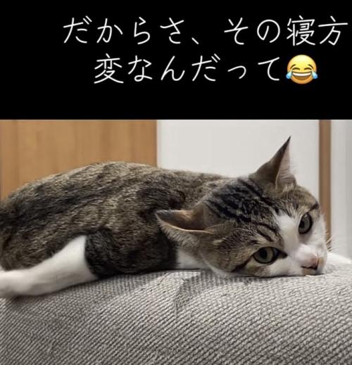 カメラ目線の猫の写真5