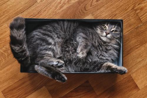 箱に詰まる猫