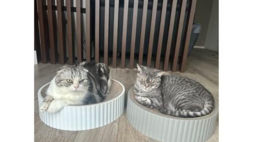 室内にいる猫