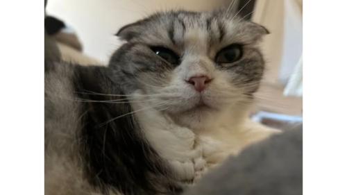 室内にいる猫