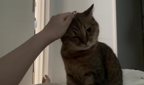 飼い主に撫でられて気持ちよさそうに右目を閉じるミヌエット