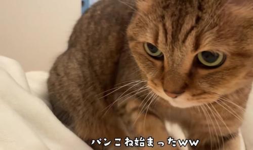 至近距離で布団をこねているミヌエット