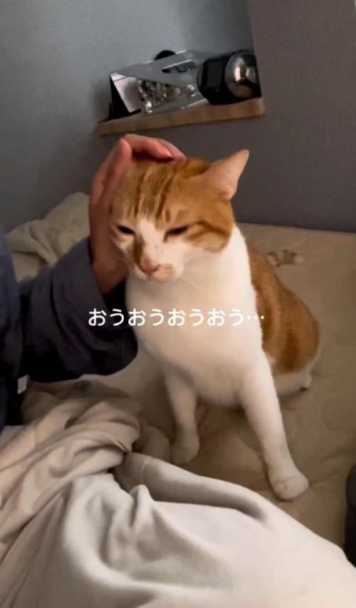 飼い主に頭を撫でてもらう猫