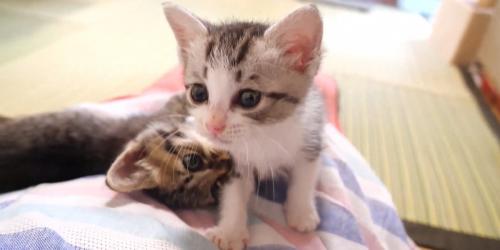 投稿者の体の上を歩く猫