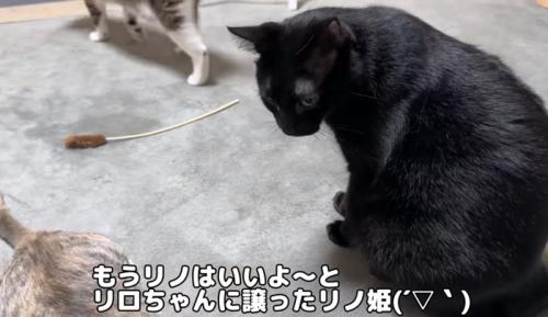 子猫を見つめる黒猫