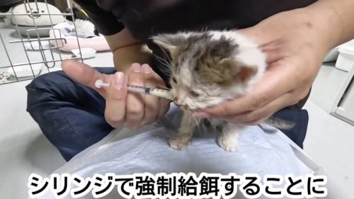 シリンジでミルクを飲む子猫