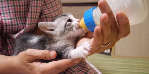 ミルクを飲む猫