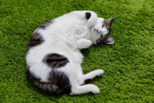 ごろんとする猫