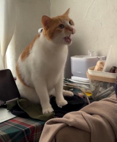 飼い主に向かって鳴く猫